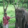elephant_chiangmai (81)
